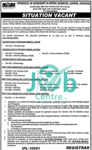 University of Veterinary and Animal Sciences UVAS Jobs 2024